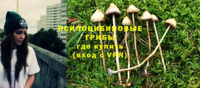 закладка  Ефремов  Псилоцибиновые грибы Psilocybine cubensis 